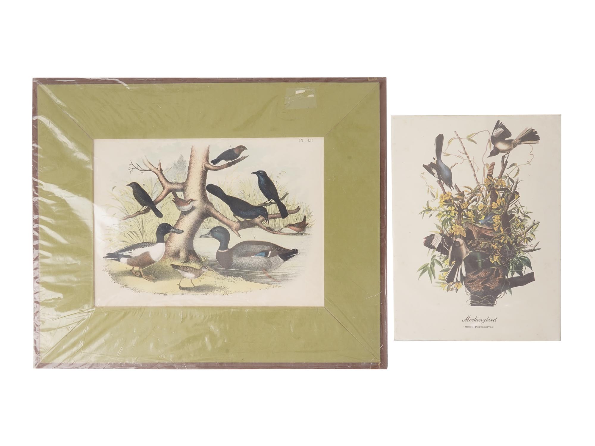 VINTAGE LITHOGRAPH BIRD ILLUSTRATIONS PIC-2